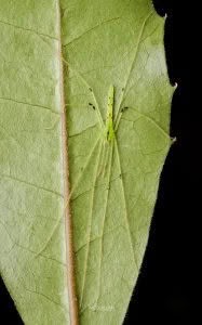 Ischalea spinipes, Desidae, photographed in New Zealand by Bryce McQuillan