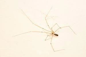 Cellar spiders, Pholcidae, photographed in New Zealand by Bryce McQuillan