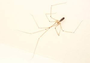 Cellar spiders, Pholcidae, photographed in New Zealand by Bryce McQuillan