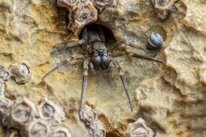 Amaurobioides sp, Anyphaenidae, photographed in New Zealand by Bryce McQuillan