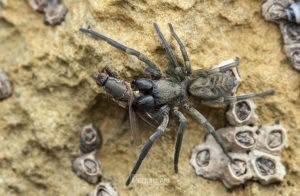Amaurobioides sp, Anyphaenidae, photographed in New Zealand by Bryce McQuillan