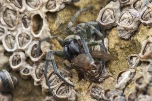 Amaurobioides sp, Anyphaenidae, photographed in New Zealand by Bryce McQuillan