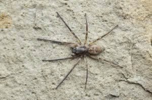 Amaurobioides sp, Anyphaenidae, photographed in New Zealand by Bryce McQuillan