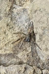 Amaurobioides sp, Anyphaenidae, photographed in New Zealand by Bryce McQuillan