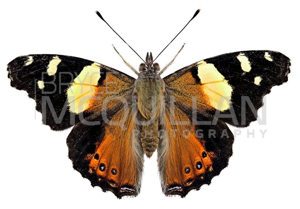 Yellow Admiral (Vanessa itea), Petaluridae, photographed in New Zealand by Bryce McQuillan
