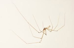 Cellar spiders, Pholcidae, photographed in New Zealand by Bryce McQuillan