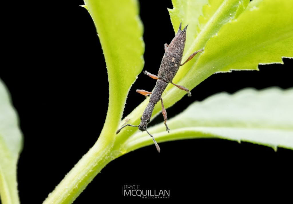 untitled-5010.CR3 (Rhadinosomus acuminatus), photographed in New Zealand by Bryce McQuillan