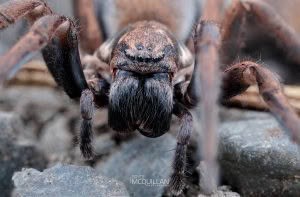 Uliodon spp, Zoropsidae, photographed in New Zealand by Bryce McQuillan