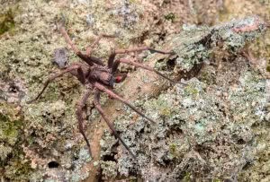Uliodon spp, Zoropsidae, photographed in New Zealand by Bryce McQuillan