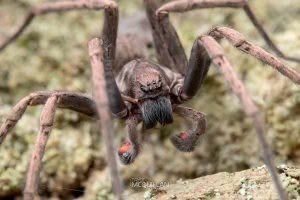 Uliodon spp, Zoropsidae, photographed in New Zealand by Bryce McQuillan