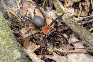 Porrhothele spp, Porrhothelidae, photographed in New Zealand by Bryce McQuillan