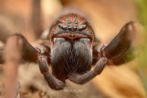 Uliodon spp, Zoropsidae, photographed in New Zealand by Bryce McQuillan