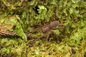 Uliodon sp, Zoropsidae, photographed in New Zealand by Bryce McQuillan