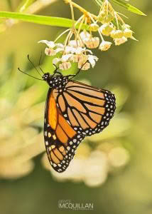 Butterflies of, photographed in New Zealand by Bryce McQuillan