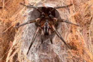 Hexatheles spp, Hexathelidae, photographed in New Zealand by Bryce McQuillan