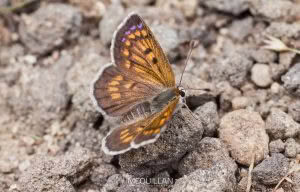 Butterflies of, photographed in New Zealand by Bryce McQuillan