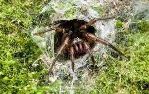 Hexatheles spp, Hexathelidae, photographed in New Zealand by Bryce McQuillan