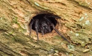 Uliodon spp, Zoropsidae, photographed in New Zealand by Bryce McQuillan