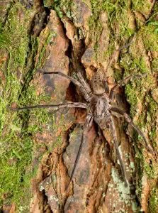 Uliodon spp, Zoropsidae, photographed in New Zealand by Bryce McQuillan