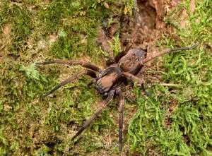Uliodon spp, Zoropsidae, photographed in New Zealand by Bryce McQuillan