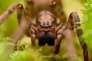 Uliodon spp, Zoropsidae, photographed in New Zealand by Bryce McQuillan