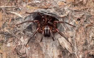 Hexatheles spp, Hexathelidae, photographed in New Zealand by Bryce McQuillan