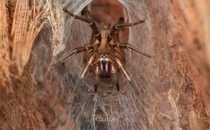 Hexatheles spp, Hexathelidae, photographed in New Zealand by Bryce McQuillan
