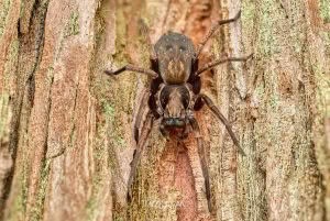 Uliodon spp, Zoropsidae, photographed in New Zealand by Bryce McQuillan