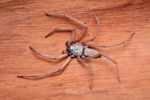 Hemicloea rogenhoferi, Trochanteriidae, photographed in New Zealand by Bryce McQuillan