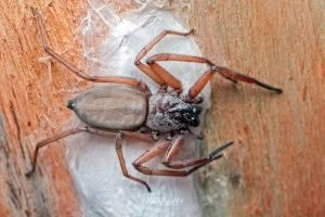 Hemicloea rogenhoferi, Trochanteriidae, photographed in New Zealand by Bryce McQuillan