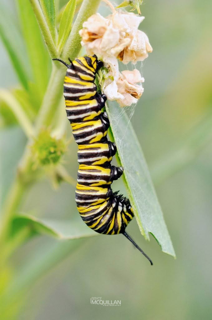Swan Plant (Gomphocarpus fruticosus), Noctuidae, photographed in New Zealand by Bryce McQuillan