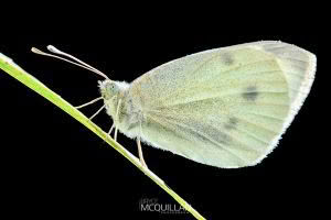 Butterflies of, photographed in New Zealand by Bryce McQuillan