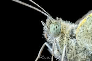 Butterflies of, photographed in New Zealand by Bryce McQuillan