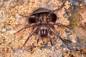 Hexatheles spp, Hexathelidae, photographed in New Zealand by Bryce McQuillan