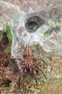 Hexatheles spp, Hexathelidae, photographed in New Zealand by Bryce McQuillan