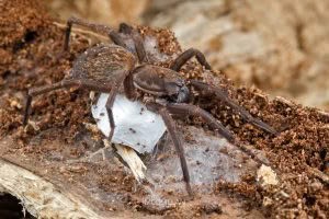 Uliodon spp, Zoropsidae, photographed in New Zealand by Bryce McQuillan