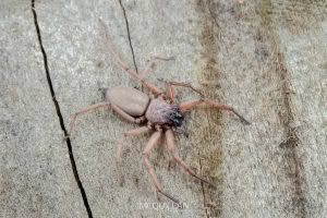 Hemicloea rogenhoferi, Trochanteriidae, photographed in New Zealand by Bryce McQuillan