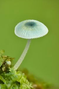Used in Photowarehouse Kase closeup article