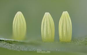 Butterflies of, photographed in New Zealand by Bryce McQuillan