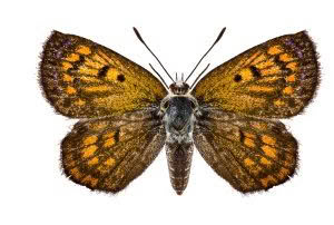 Butterflies of, photographed in New Zealand by Bryce McQuillan