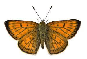 Butterflies of, photographed in New Zealand by Bryce McQuillan