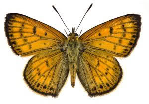 Butterflies of, photographed in New Zealand by Bryce McQuillan