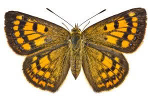 Butterflies of, photographed in New Zealand by Bryce McQuillan