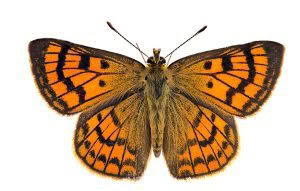 Butterflies of, photographed in New Zealand by Bryce McQuillan