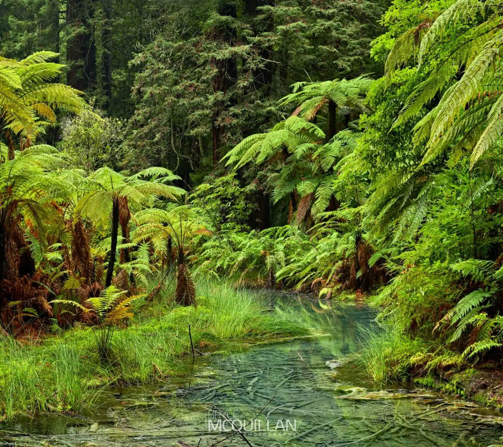 Dead Tree Swamp in Rotorua Redwoods Forest