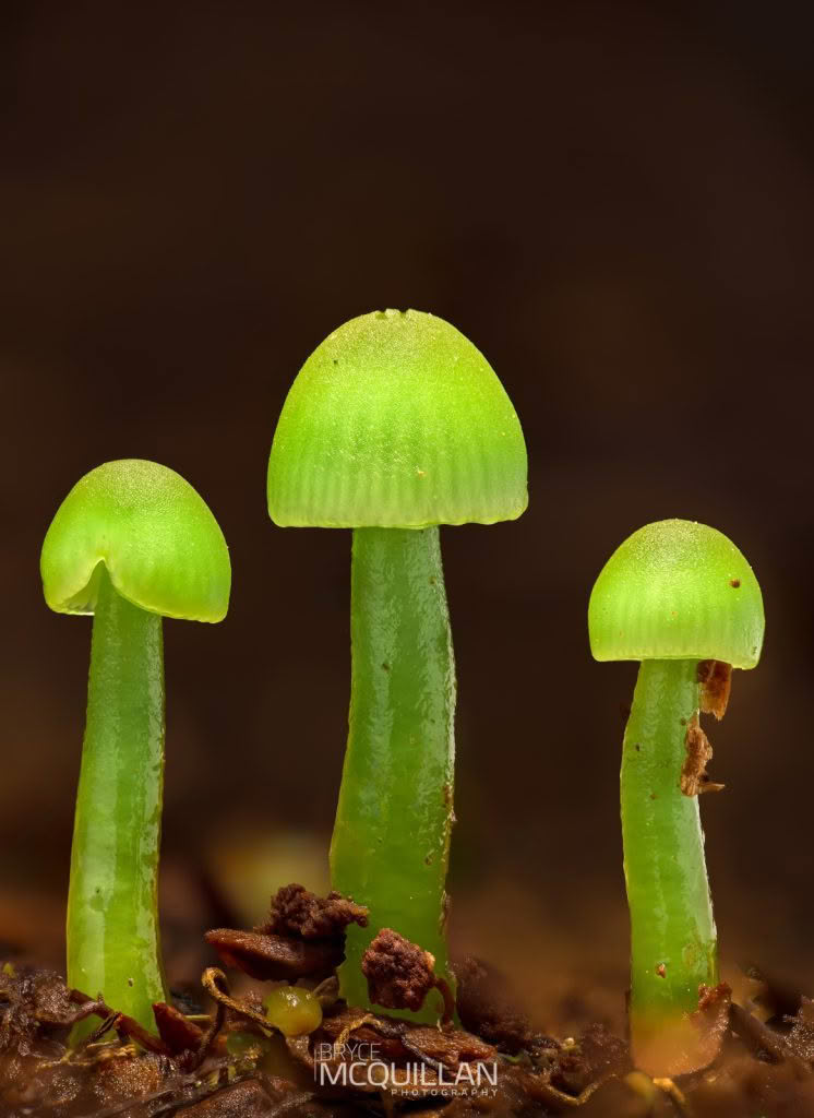 Fungi photograph made using GD36PT