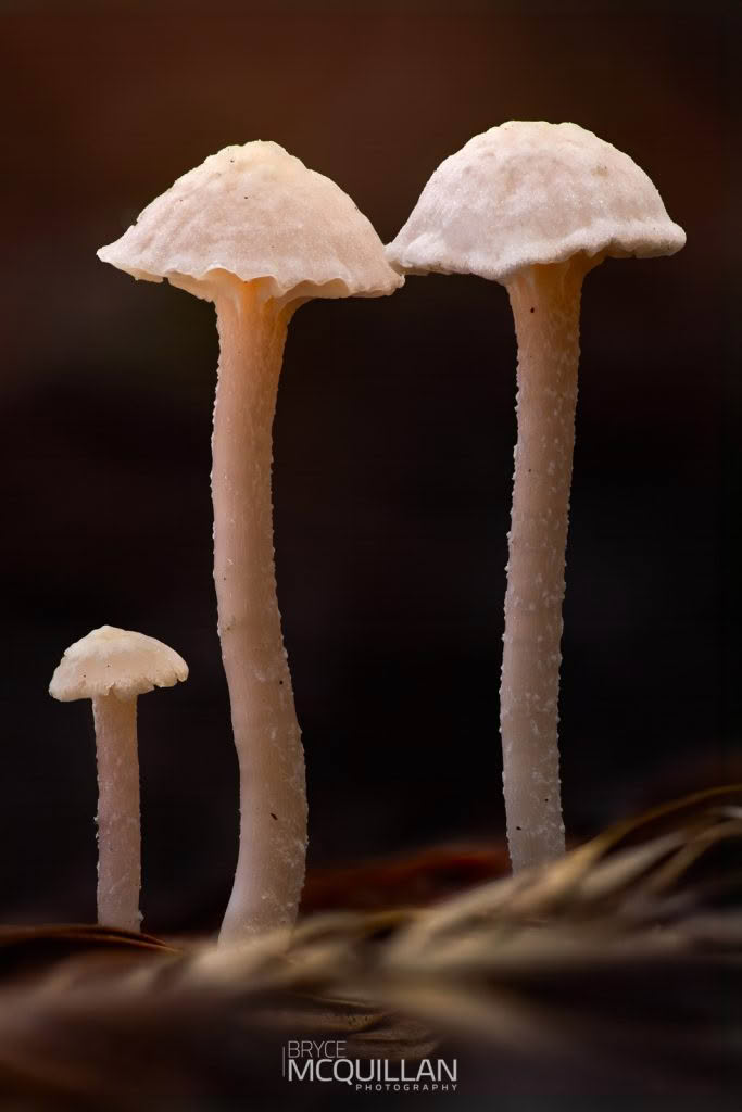 Fungi photograph made using GD36PT