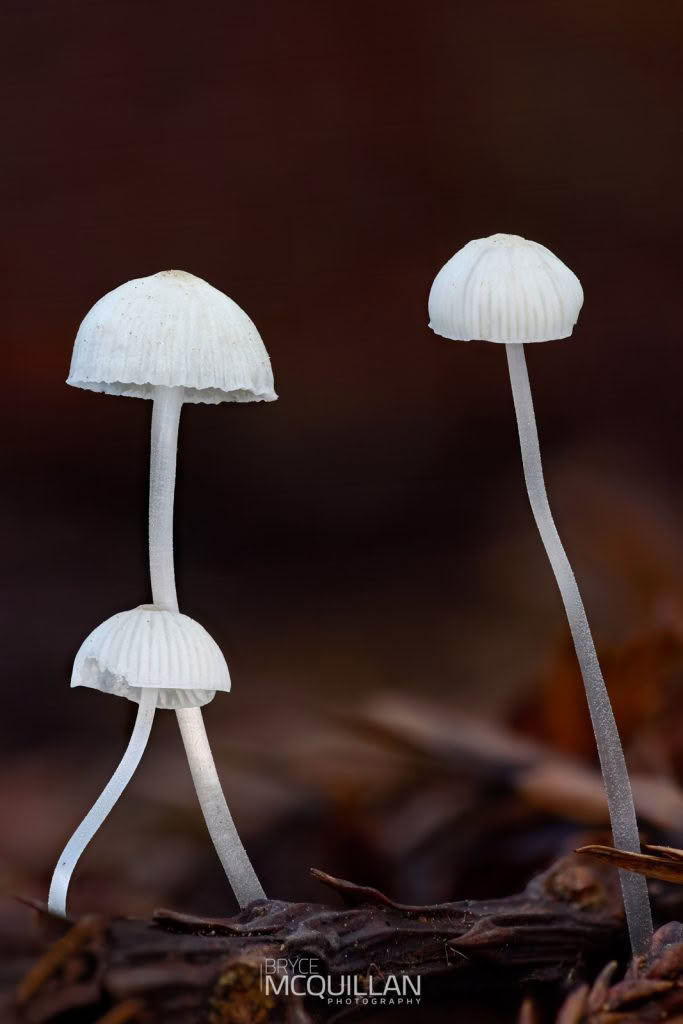 Fungi photograph made using GD36PT