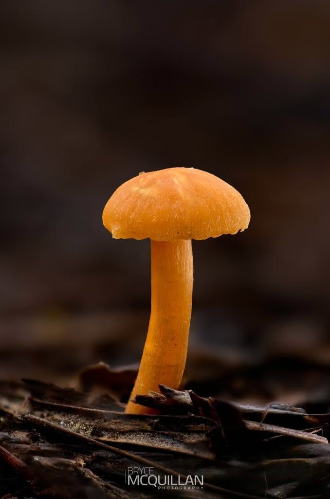 Fungi photograph made using GD36PT