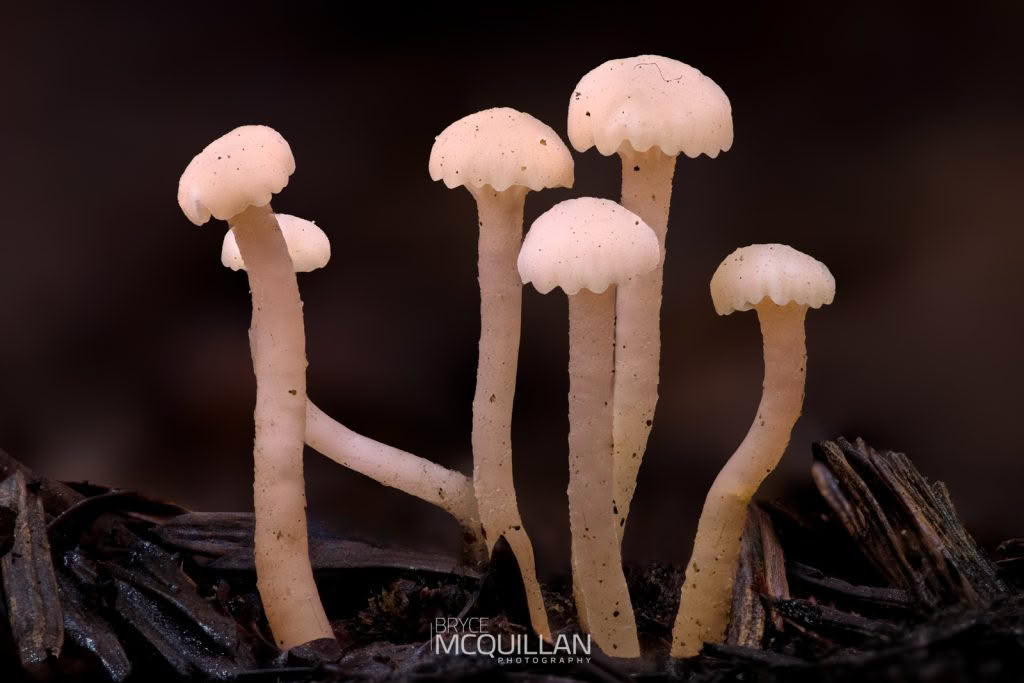 Fungi photograph made using GD36PT